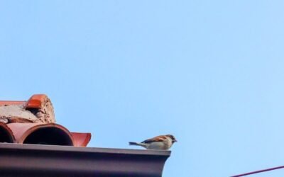 Pourquoi faire appel à un couvreur pour la pose de chéneau à Amiens (80) ?