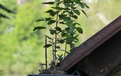 Qui contacter pour une pose de chéneau à Amiens (80) fiable et durable ?