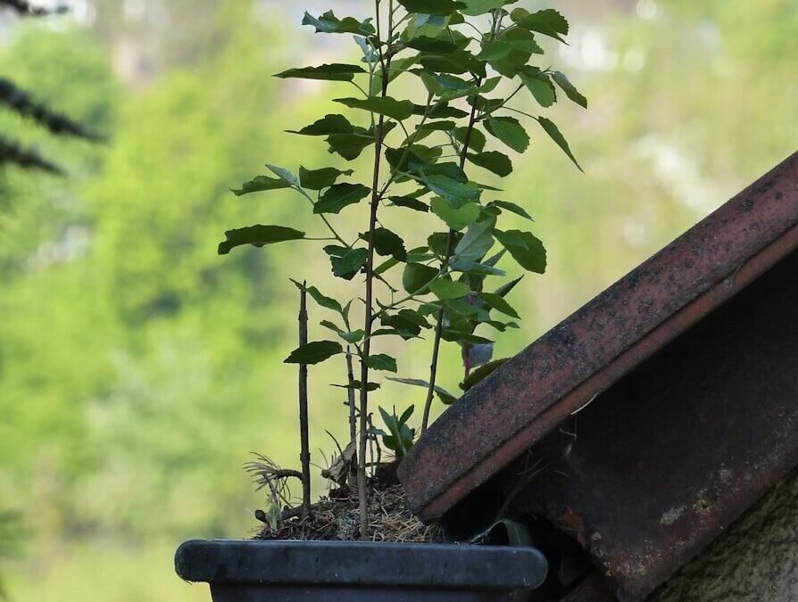 pose de chéneau à Amiens